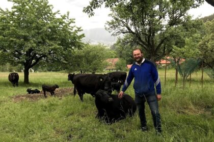 Boer Oostenrijk koe grasland