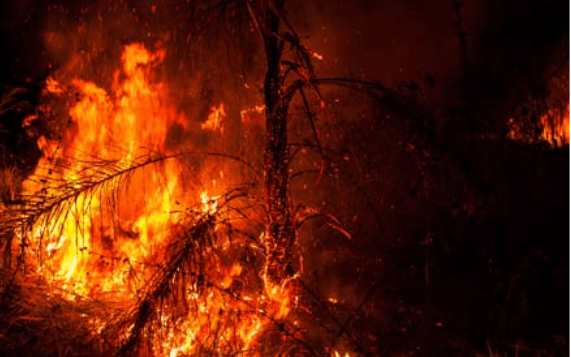 Biodiverse savanne wordt illegaal in vuur en vlam gezet